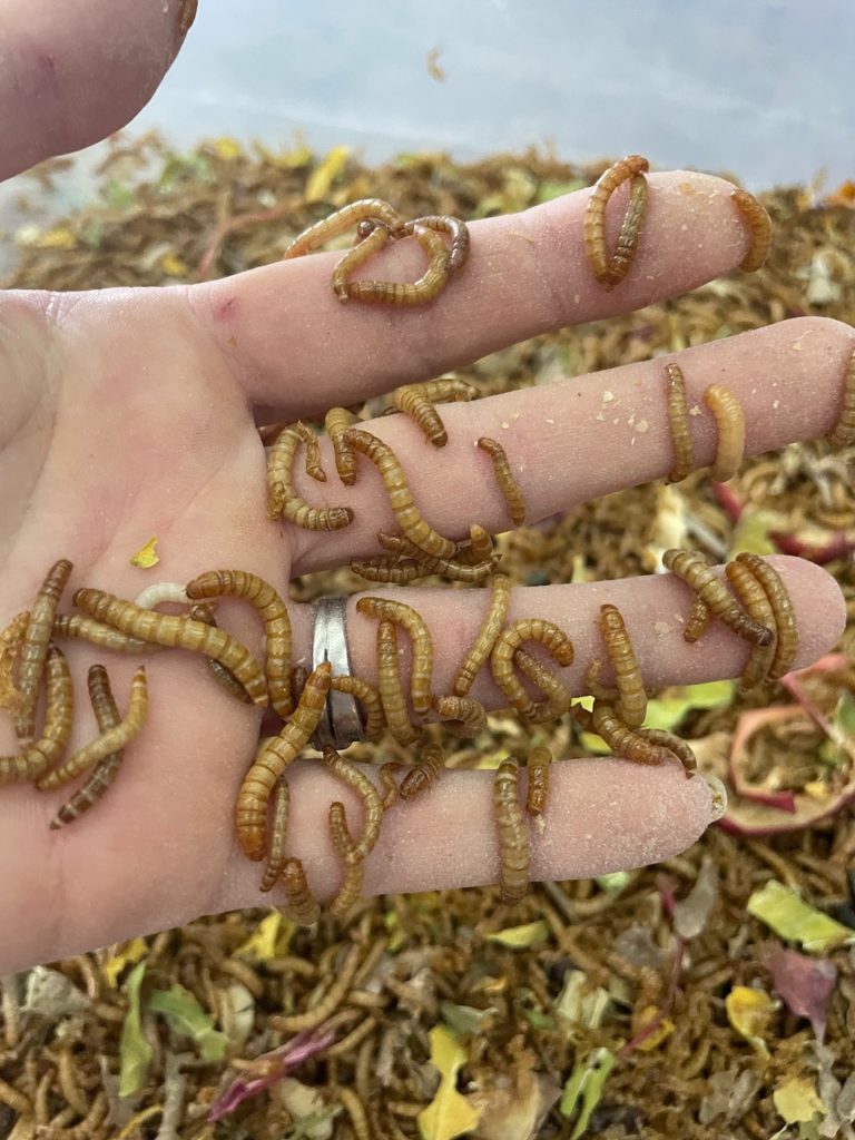 live mealworm chicken treats