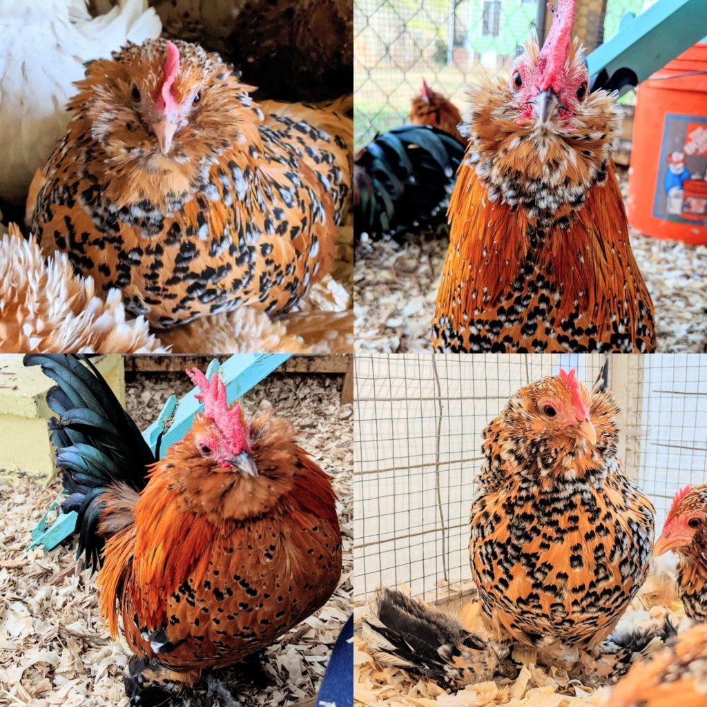 Mille Fleur Belgian d’Uccle chickens have booted feathered legs and bearded chickens 