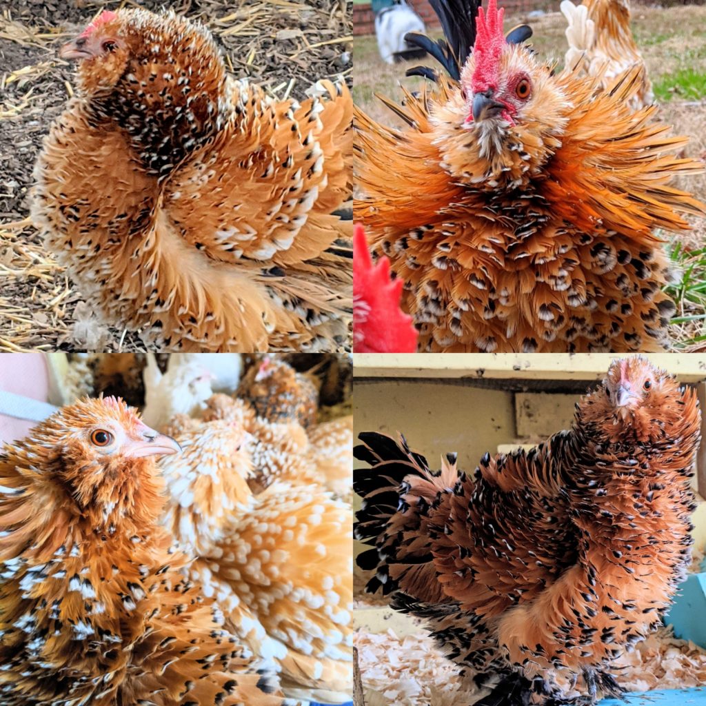 Frizzle Mille Fleur Belgian d’Uccle chickens