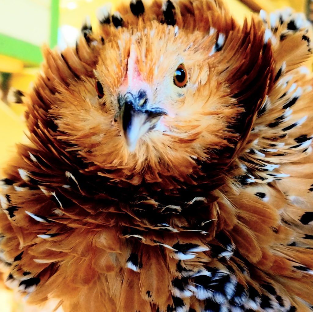 Frizzle Mille Fleur Belgian d’Uccle chicken hen makes an excellent broody mama