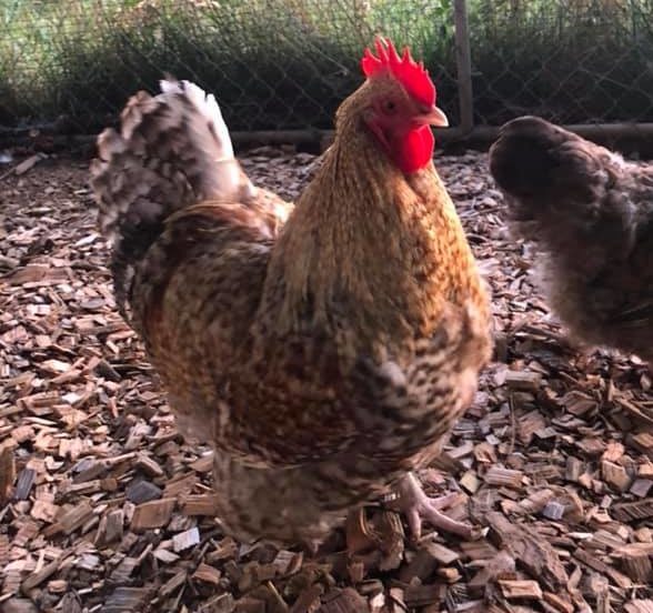 bielefelder dual purpose chicken roosters weigh 12 pounds