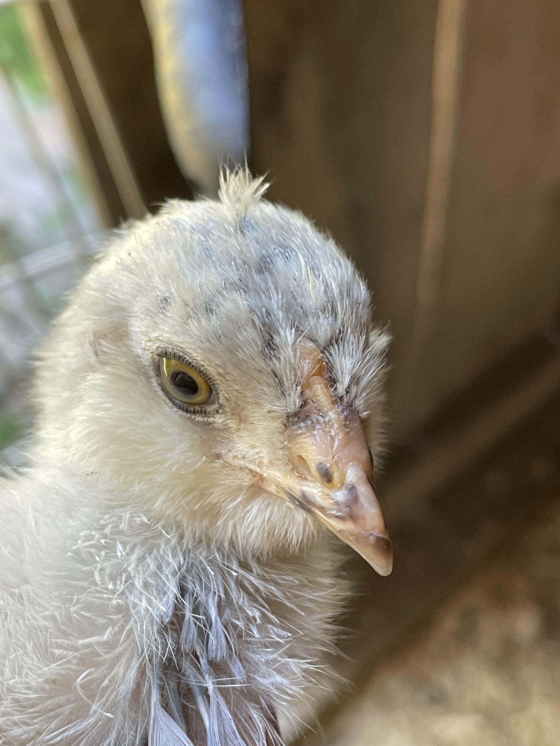 img_8858 Maine Homestead Magazine