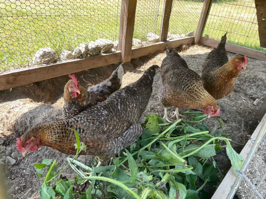 bielefelder laying hens eating comfrey on wheaton mountain farm