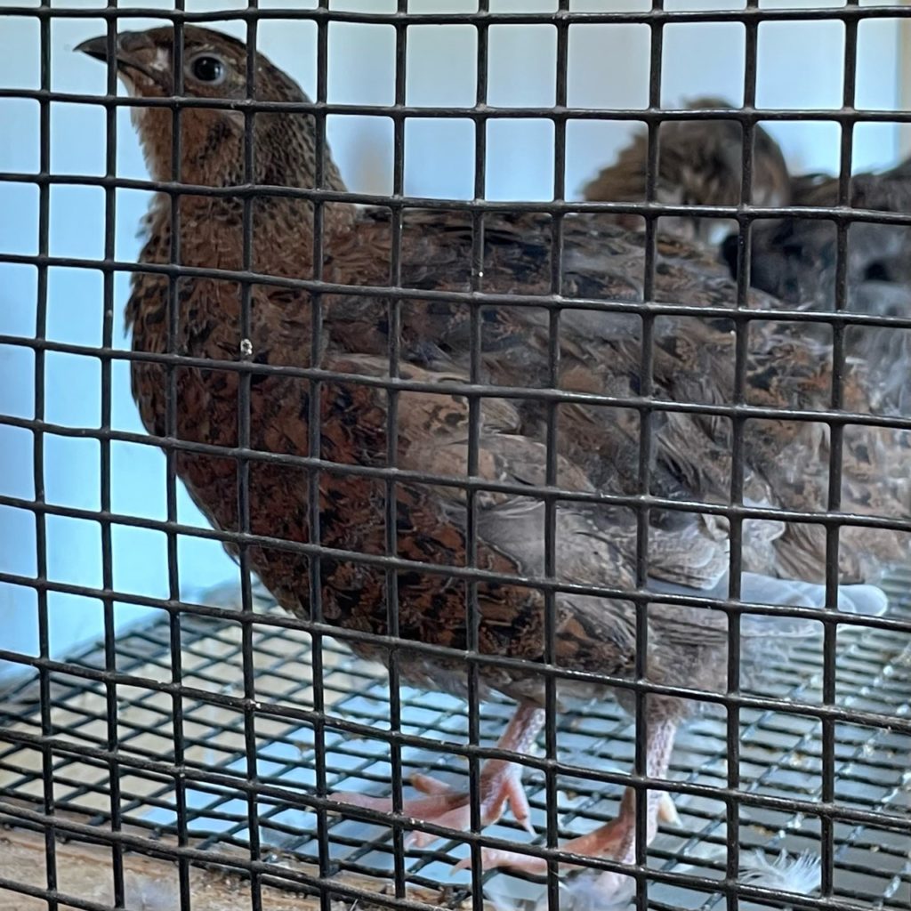 Jumbo and Celadon Quail Hatching Eggs Ready to Ship! 13 stacked wooden quail cage with slide out trays
