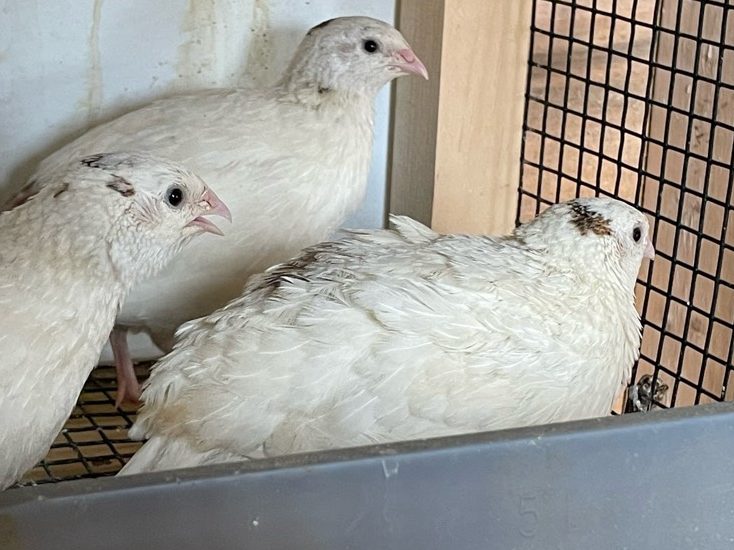 Jumbo and Celadon Quail Hatching Eggs Ready to Ship! 9 three white celadon quail at wheaton mountain farm in maine