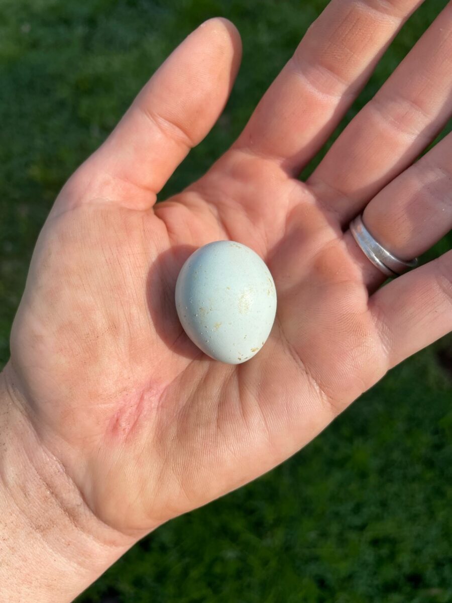 our very first celadon quail egg!