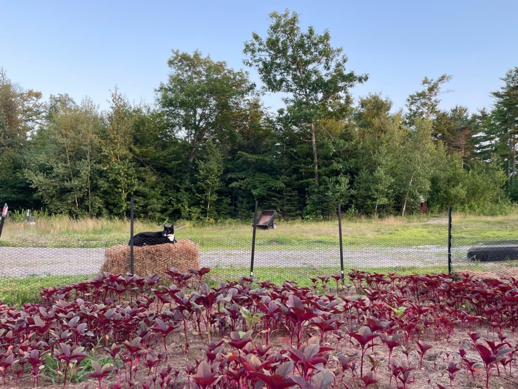 our barn cat watches over the amaranth grain patch we are using for quail feed