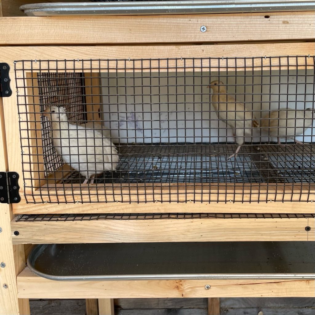 Jumbo and Celadon Quail Hatching Eggs Ready to Ship! 12 stacked wooden quail cage with slide out trays