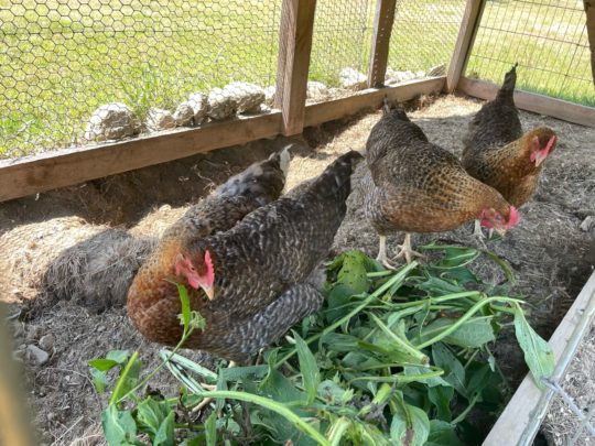 bielefelder laying hens eating comfrey on wheaton mountain farm