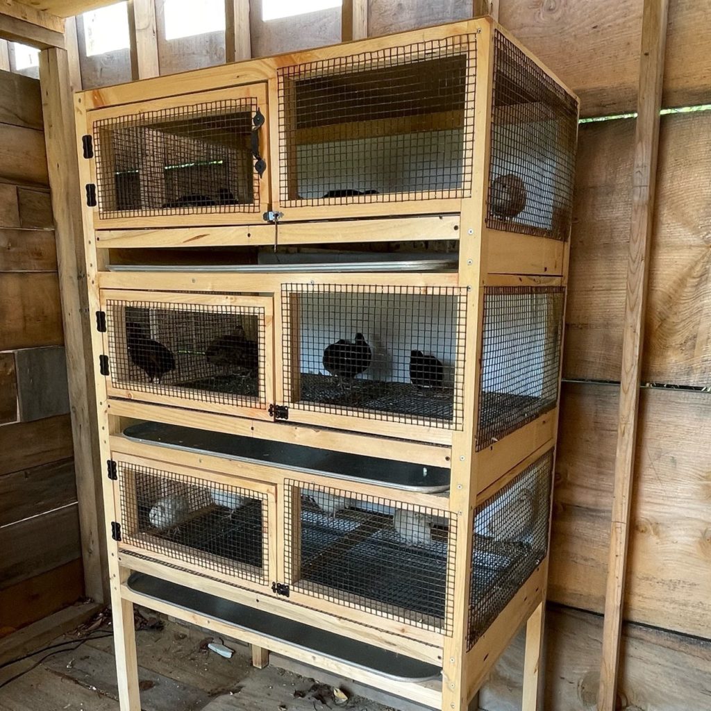 quail cage wooden breeder pen,. Quail egg and meat nutritional facts: a complete overview for your health. are quail eggs good for you? are quail eggs better for you than chicken eggs? 