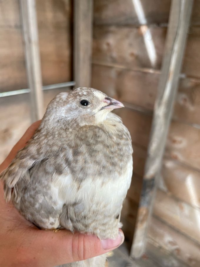 celadon quail pullet