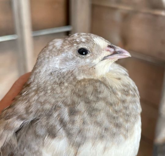 celadon quail pullet