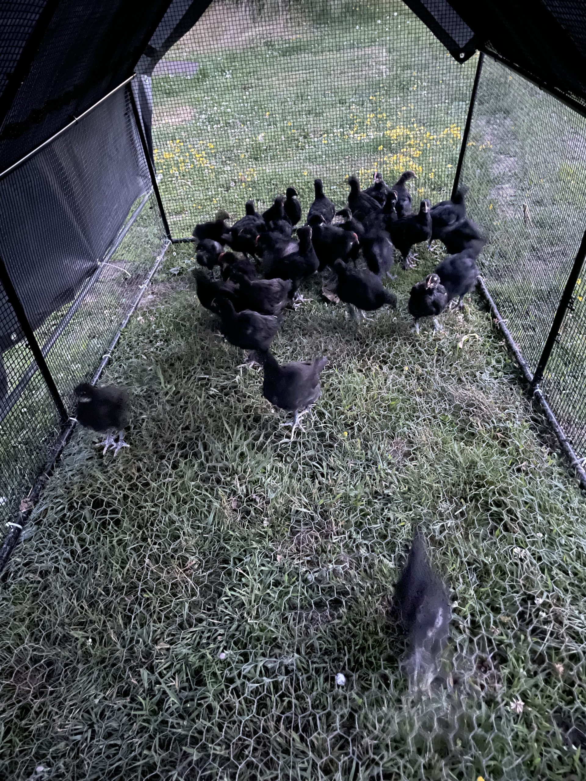 black copper marans in a lightweight mobile pen