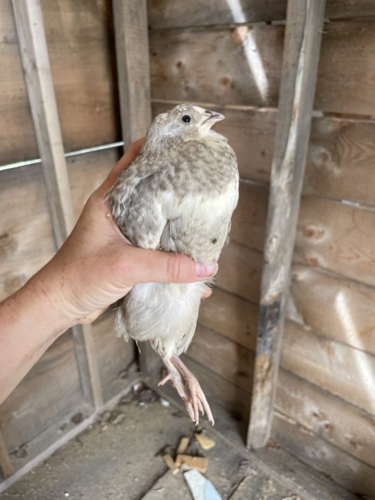 a gray celadon quail lays blue eggs