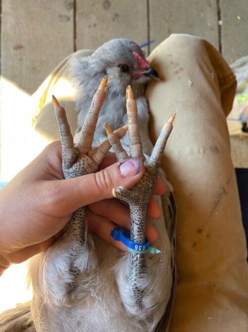 why do people band chickens? lavender ameraucana hatching eggs for sale