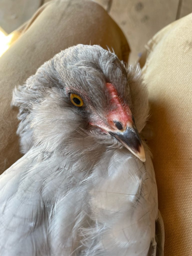 The Lavender Ameraucana pullets have a pale pink to peach color comb that is thinner and more flat than the cockerels.