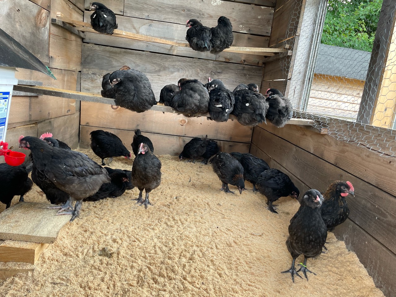 black copper marans in the barn on a perch with drinker cups