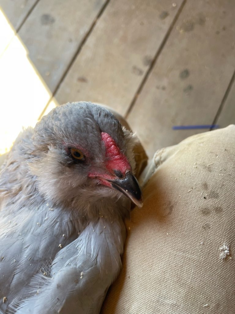 lavender ameraucana cockerels have wider combs that are brighter red then the pullets