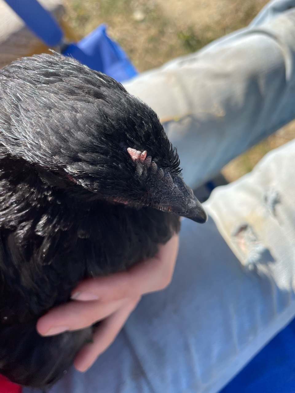 black copper marans pullet with a short black comb will often indicate a dark layer line.