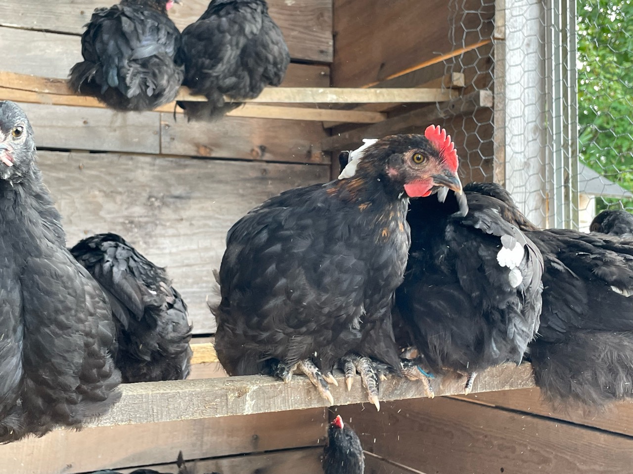 Half-grown cockerels don't have showy plumage until they are closer four months old. They reach sexual maturity after five months.