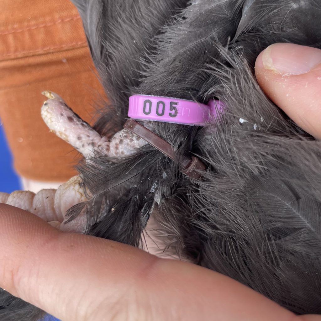 why do people put bands on chickens? black copper marans getting a band 