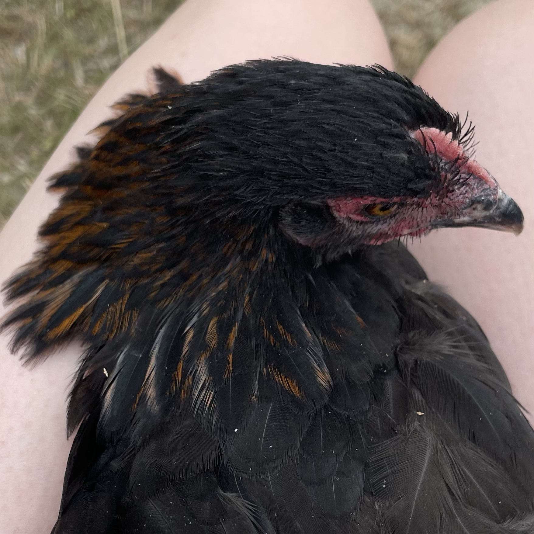 This hen has a lovely example of copper and green hackles that often fools novice chicken keepers into thinking they may have a rooster.