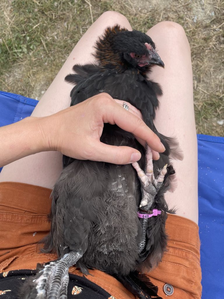 why do people put bands on chickens? black copper marans getting a band 