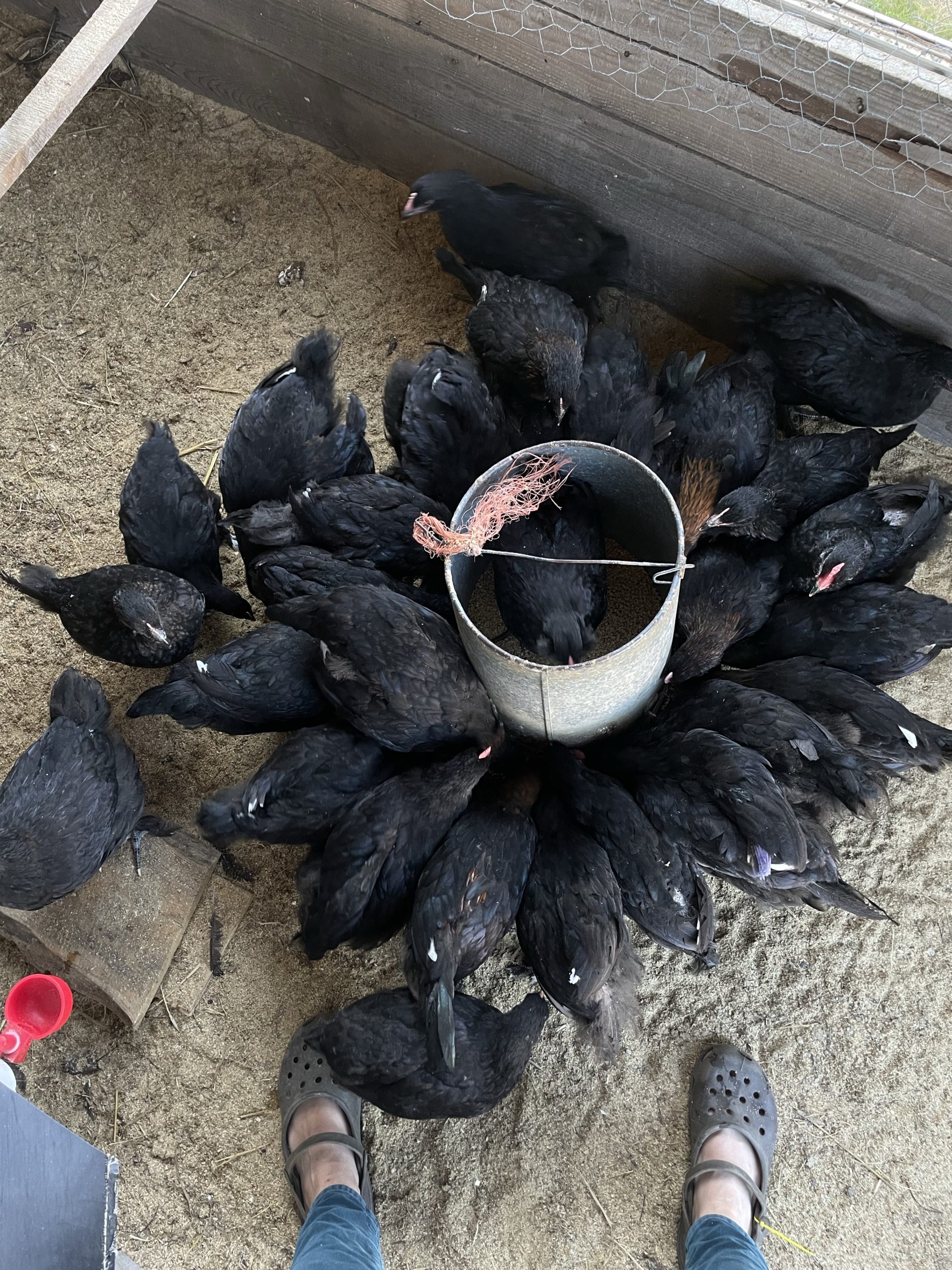 These juvenile Black Copper Marans are enjoying some mealworms sprinkled over their feed.