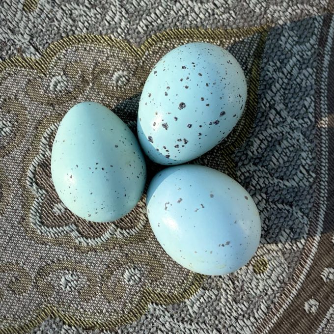 celadon quail hatching eggs for sale in maine