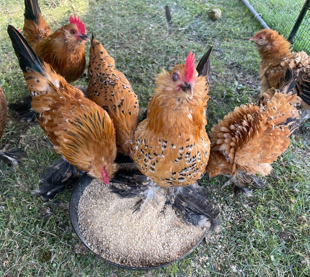 mille fluer booted bantam hatching eggs 