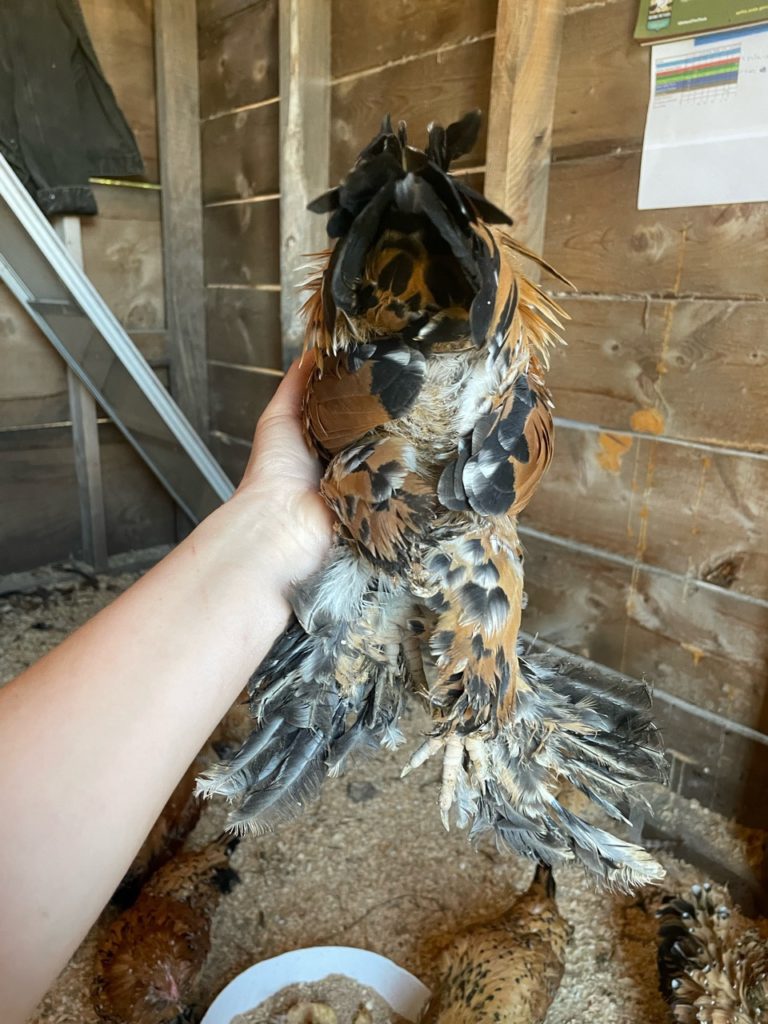 mille fleur d'uccle Belgian booted bantam hatching eggs