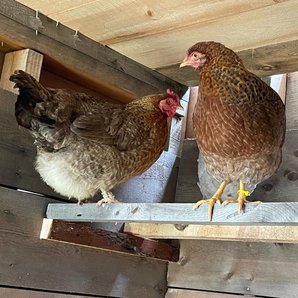 a bielefelder chicken hen and young pullet