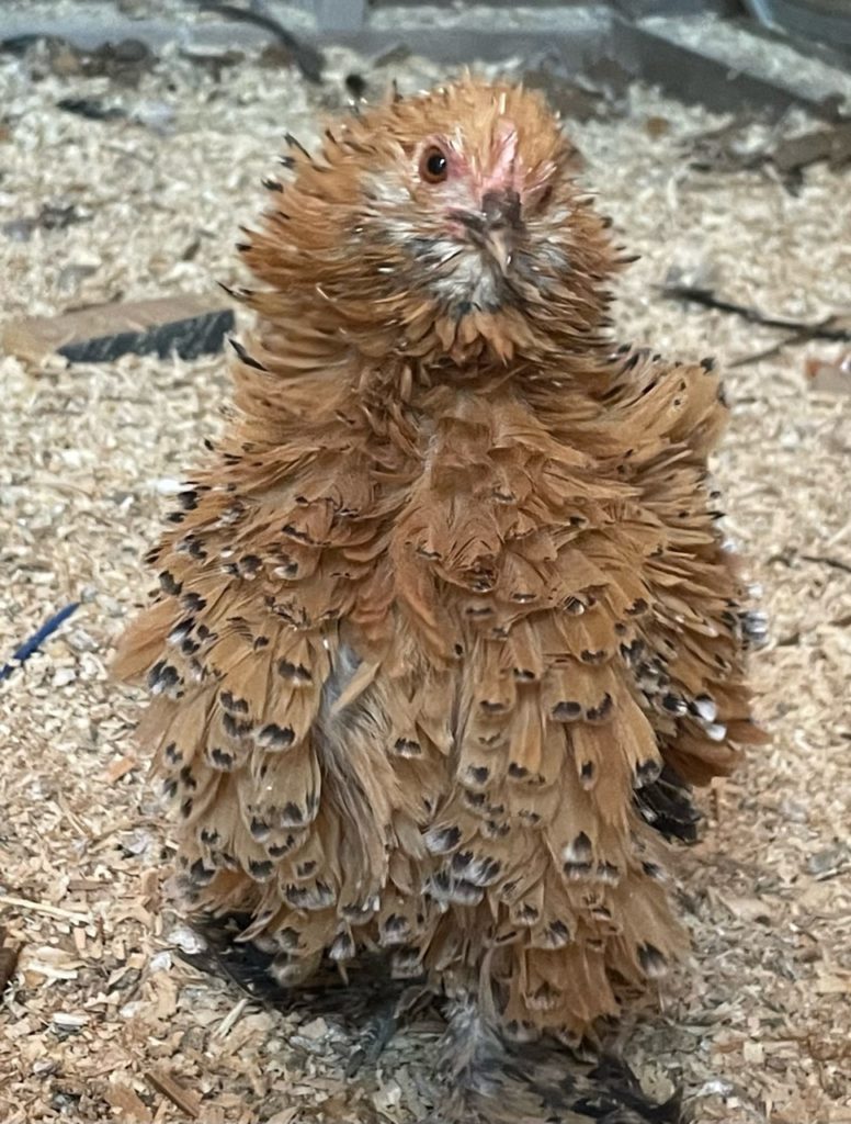 mille fleur booted bantam frizzle hatching eggs for sale 