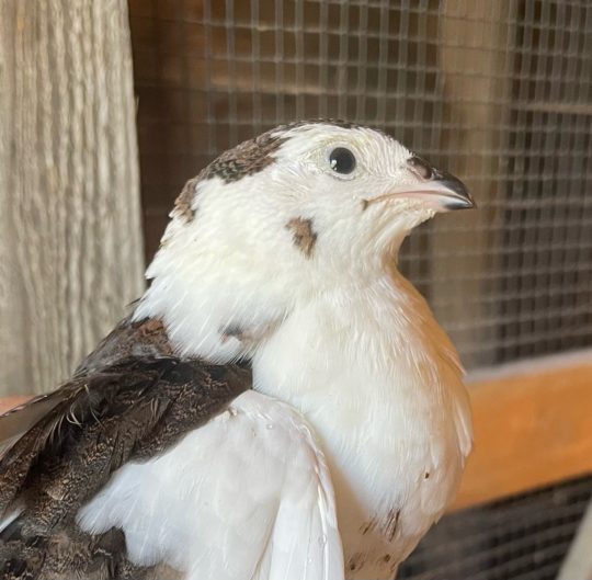 getting started with quail celadon quail hatching eggs for sale