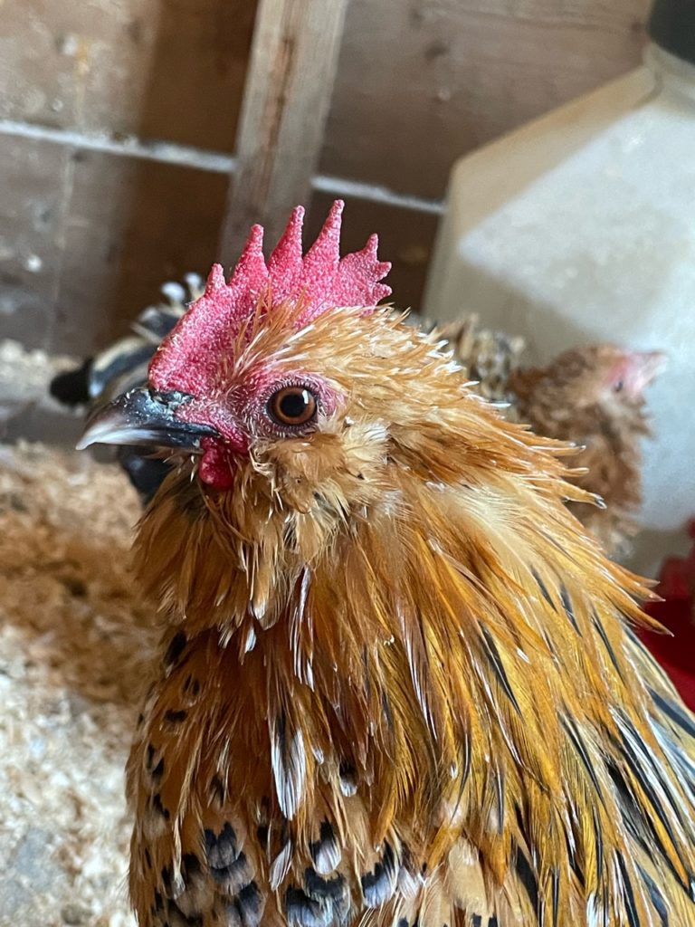 mille fleur d'uccle Belgian booted bantam hatching eggs