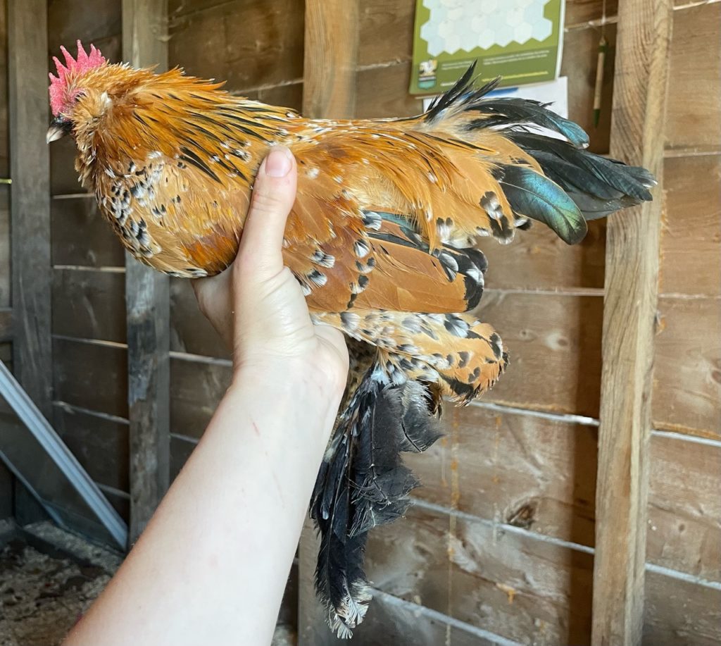 mille fleur d'uccle Belgian booted bantam hatching eggs