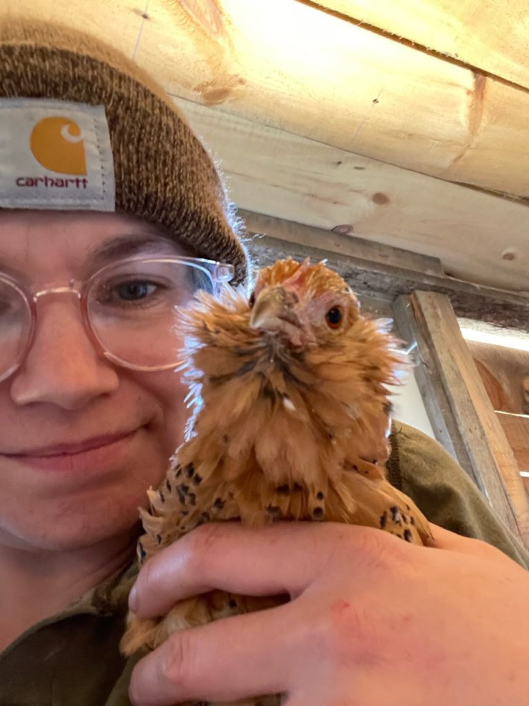 d'uccle booted bantam chicks in maine 