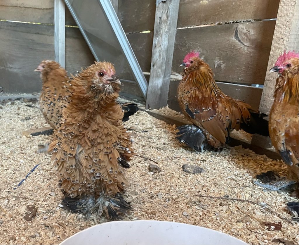 frizzle mille fleur d'uccle Belgian booted bantam hatching eggs