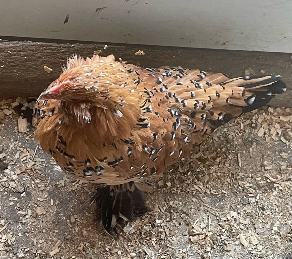 mille fleur d'uccle Belgian booted bantam hatching eggs