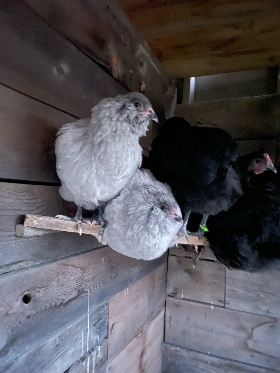 lavender ameraucana in the black copper marans stall are excellent olive egger crosses