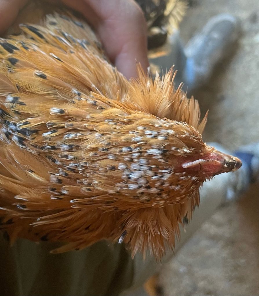 mille fleur d'uccle Belgian booted bantam hatching eggs