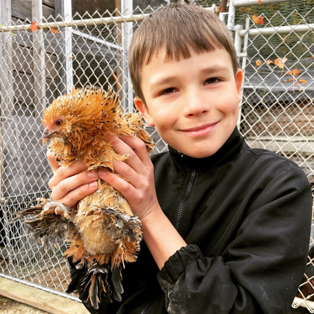 the best chickens for kids to start with are booted bantam chickens 