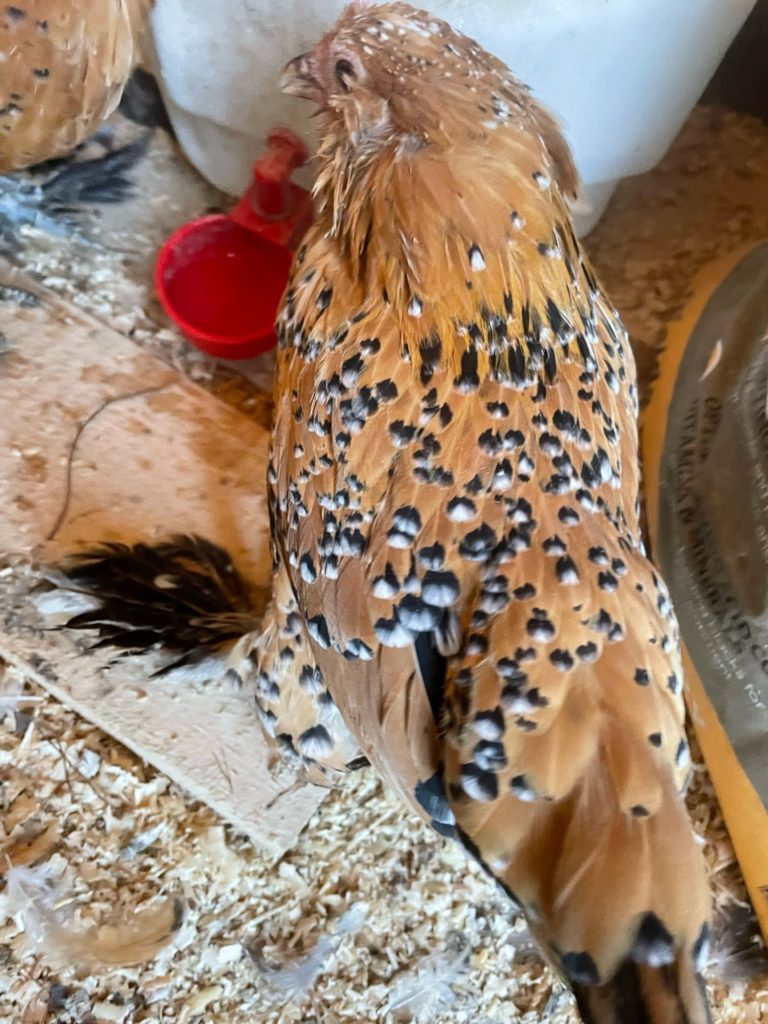 speckles on mille fleur booted bantam chickens