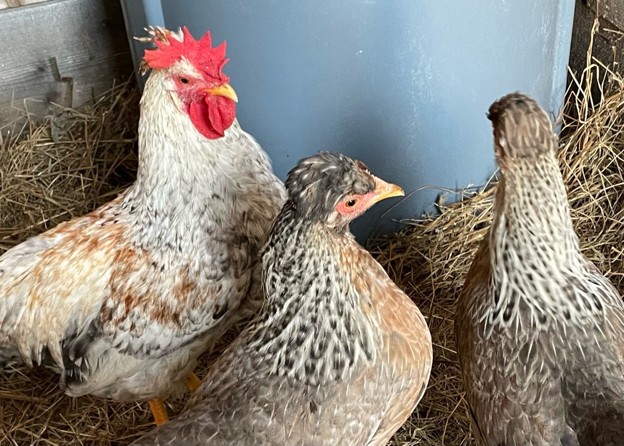 Cream Crested Legbar Is An Autosexing Chicken Breed With Blue Eggs