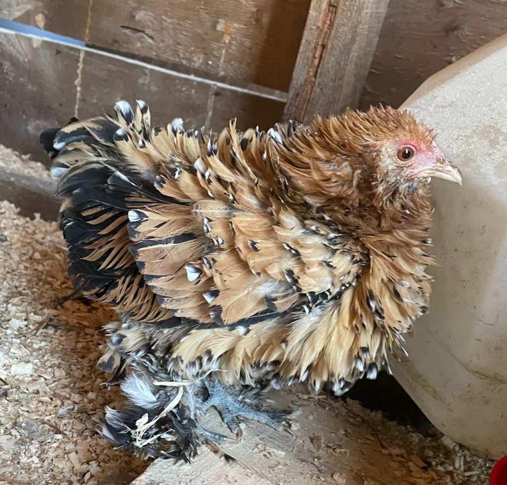 frizzle Mille Fleur Booted Bantam pullet