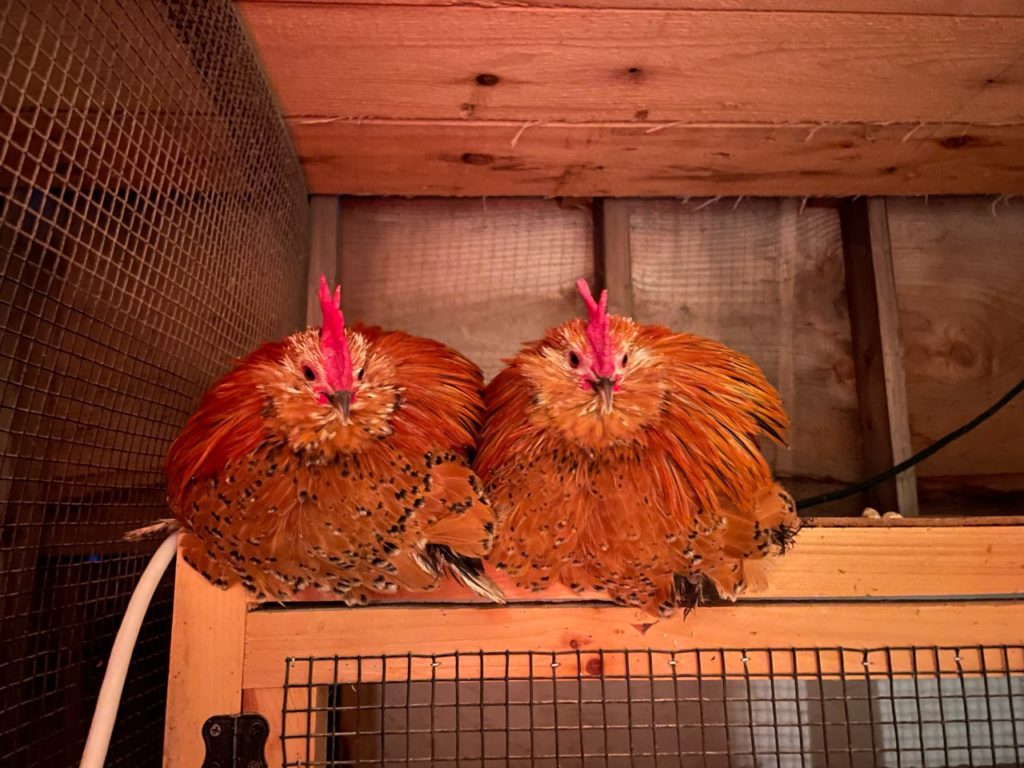 d'uccle booted bantam chicks in maine 