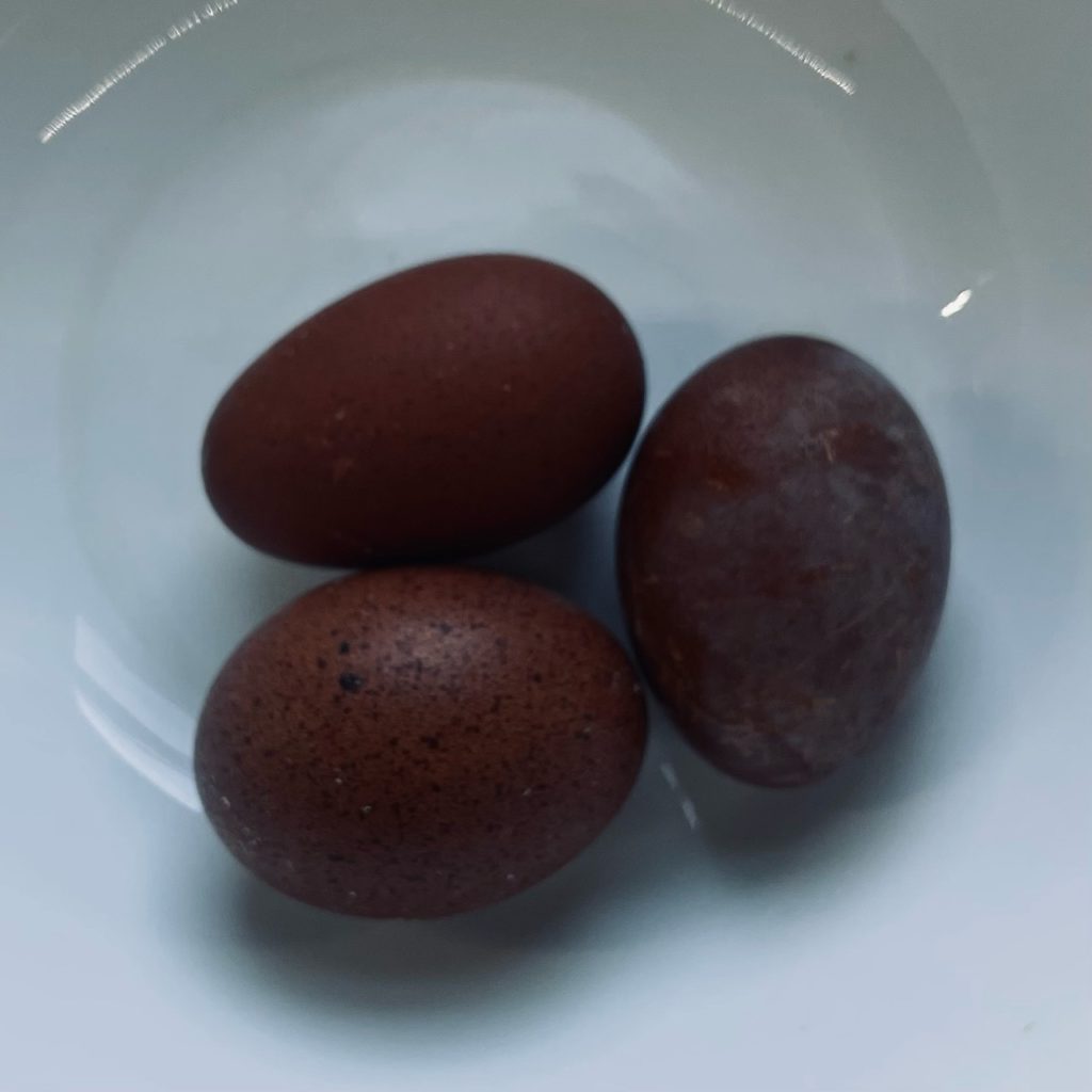 dark black copper marans hatching eggs shipped NPIP