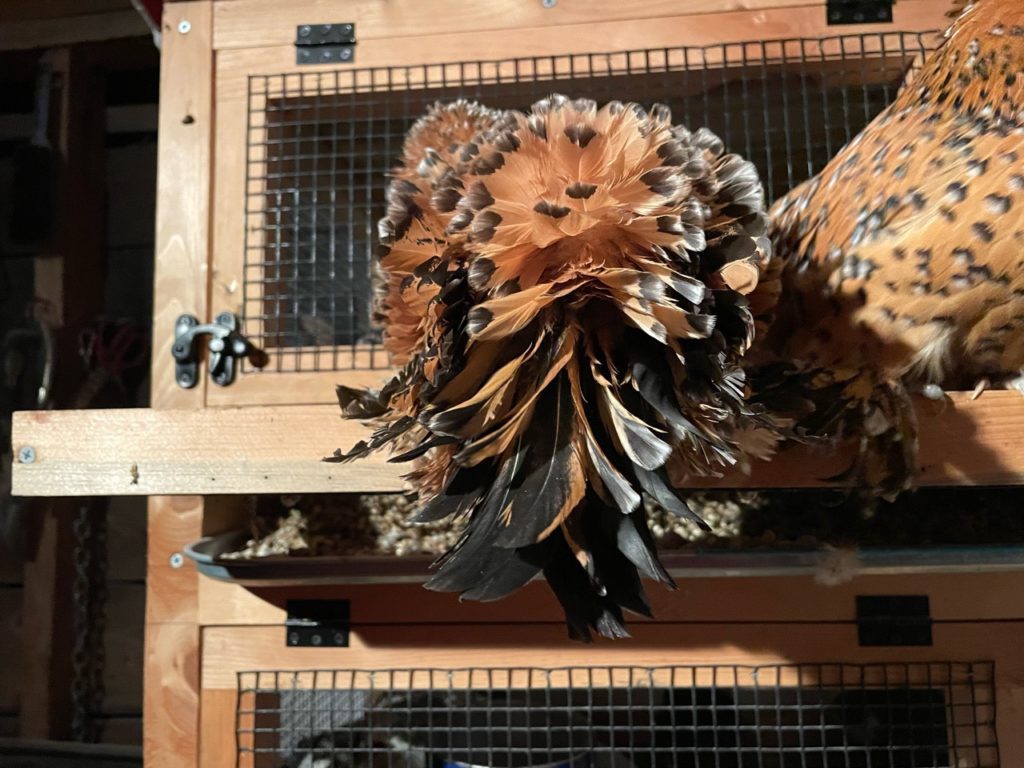 what does a frizzle bantam look like mille fleur d'uccle Belgian booted bantam hatching eggs  