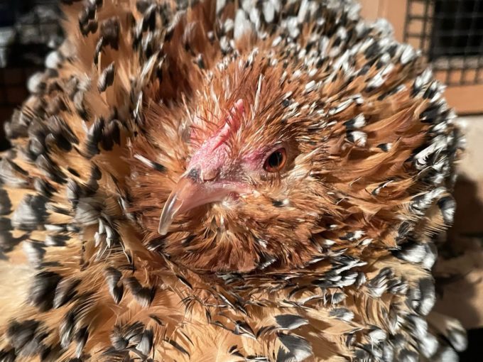 smooth & frizzle mille fleur booted bantam hatching eggs