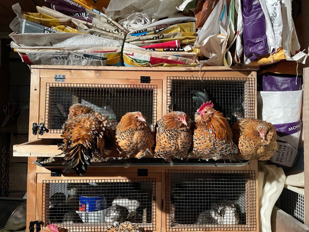 mille fleur d'uccle Belgian booted bantam hatching eggs